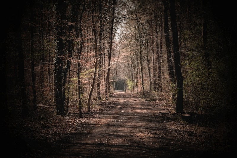 Rustic Woodland Locations