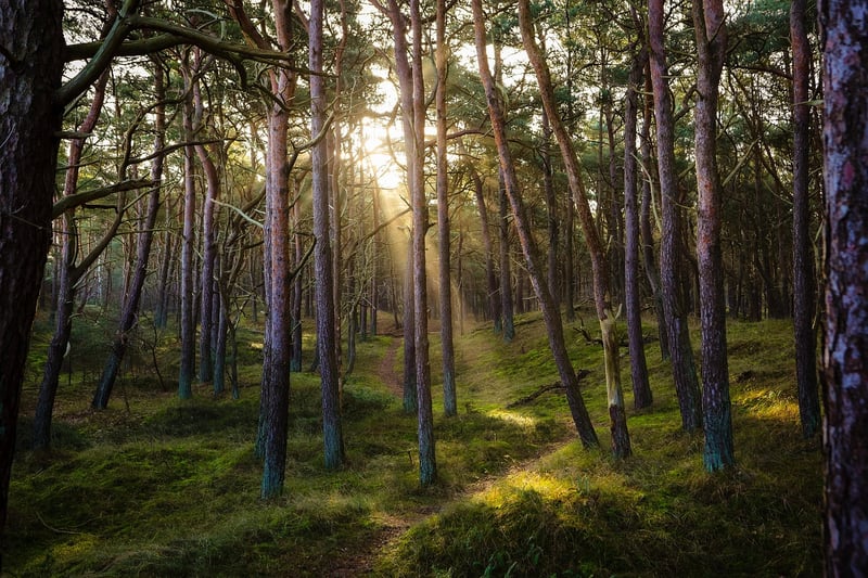 Magical Forest Wedding